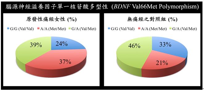 原發性痛經之基因學及腦造影研究