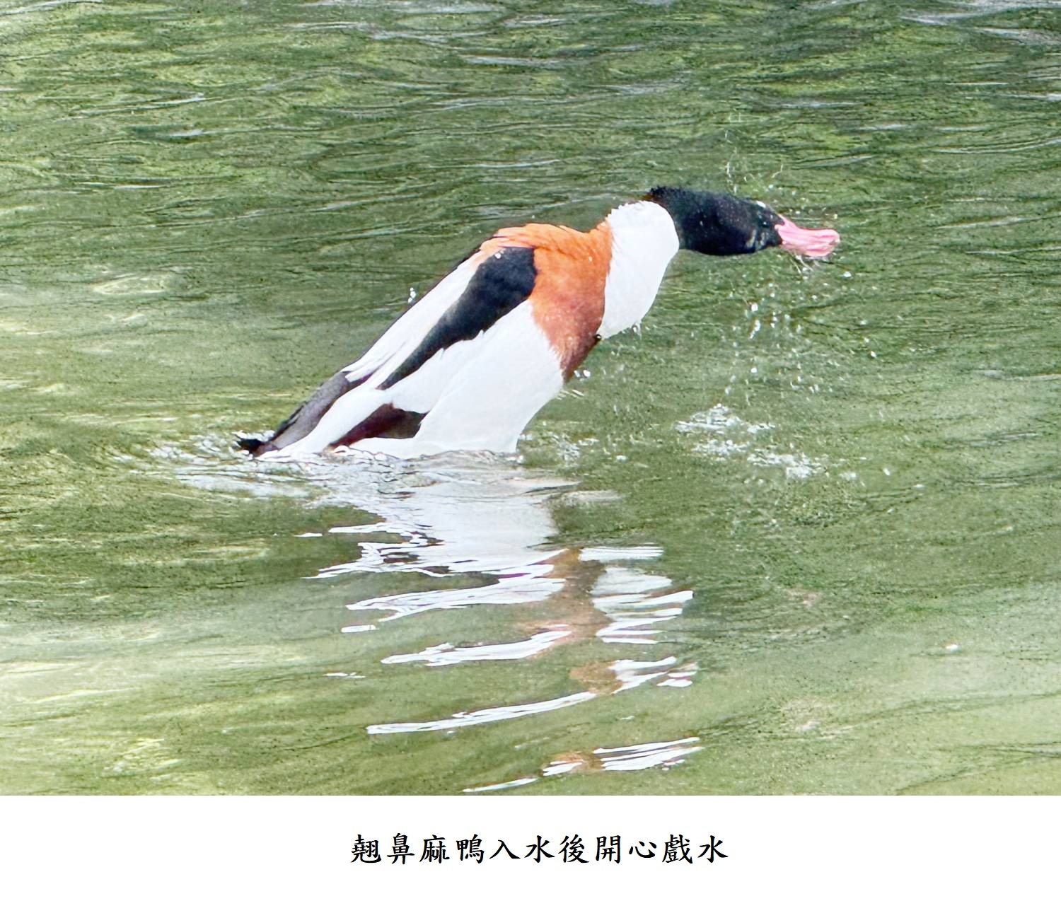 翹鼻麻鴨入水後開心戲水