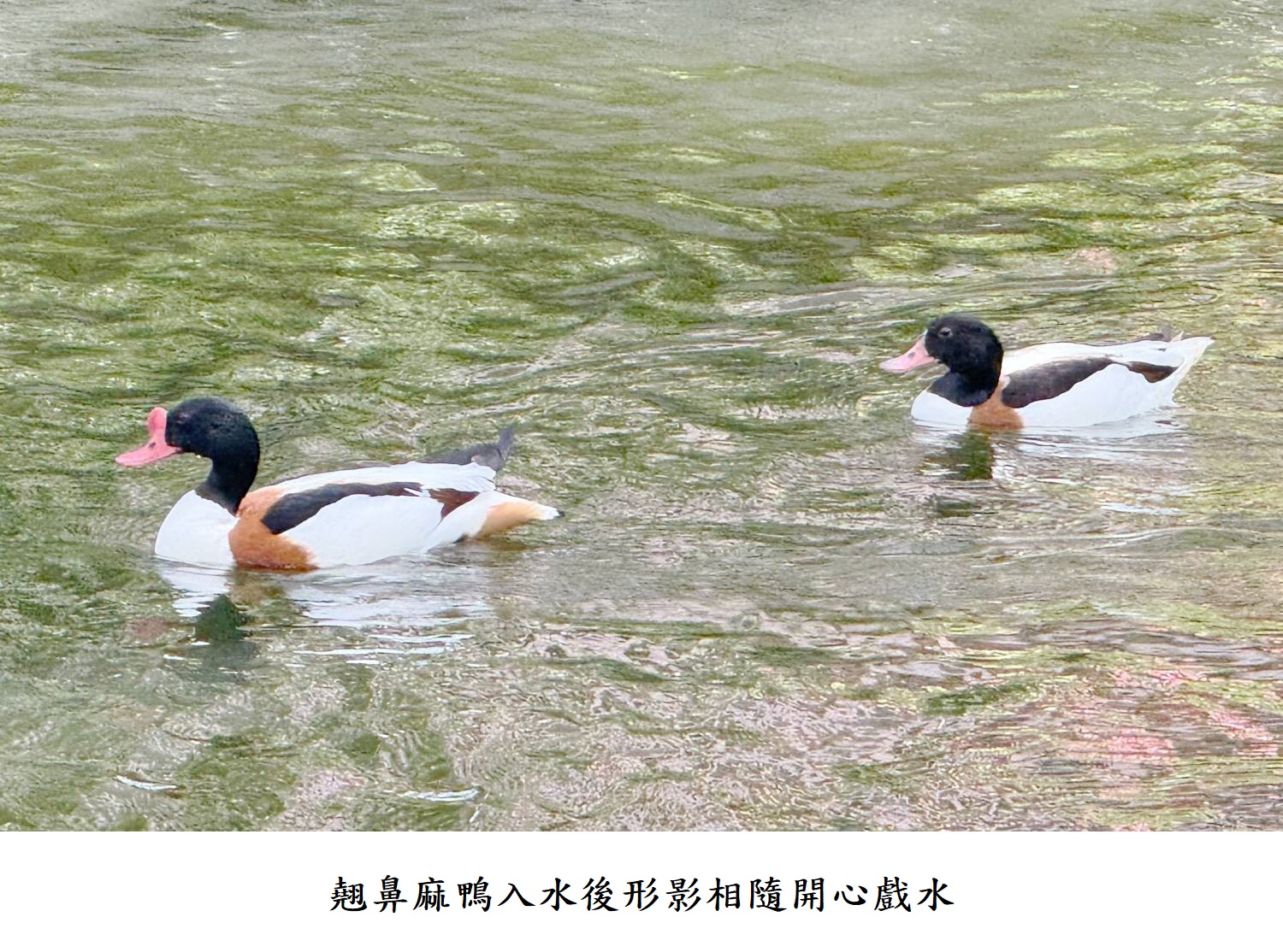 翹鼻麻鴨入水後形影相隨開心戲水